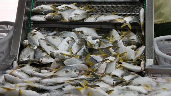 食品级润滑脂在生鲜加工中的应用