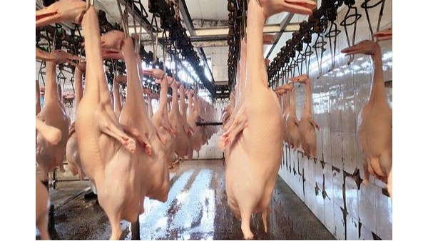 食品级润滑脂：筑牢烤鸭生产设备安全生产的双重防线