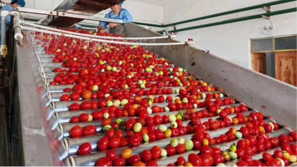 食品级润滑脂：番茄筛选设备的“精准运转防护盾”